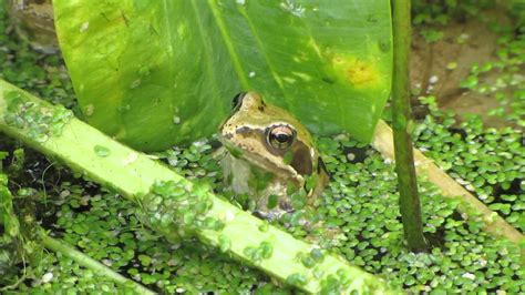 Frog in the well (2010). Frog in my pond ~ lots of Summer frogs found while ...