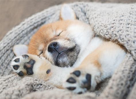 Your New Puppy The Ultimate Puppy Sleeping Guide Petmd