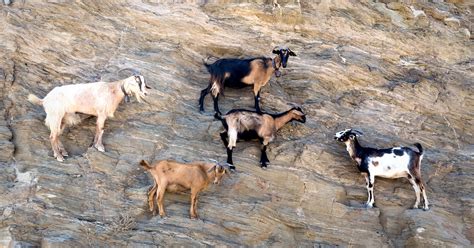 El Inexplicable Video De Las Cabras Que Desafían La Gravedad Bioguia