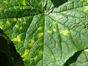 Cucumber, summer squash, zucchini, and pumpkin have sunken fruit spots are covered with greenish black velvety fungal growth. Downy Mildew of Greenhouse Cucumber | Mejia OnlineMejia Online
