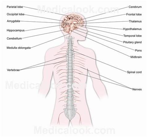 The autonomic nervous system is, in turn, divided into the sympathetic and parasympathetic nervous system. Central nervous system - human anatomy