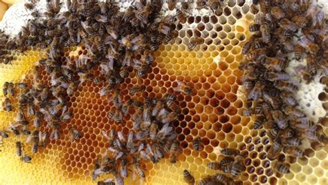 Beekeepers Blame Low Value Of Canadian Honey On Imports National Globalnewsca