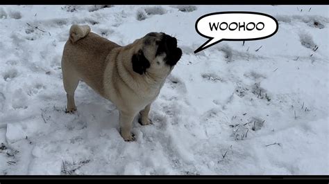 Pug Howling In The Snow Youtube