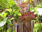 庭園樹~紅楓(四張圖)＠我的空中花園(1)｜PChome Online 個人新聞台