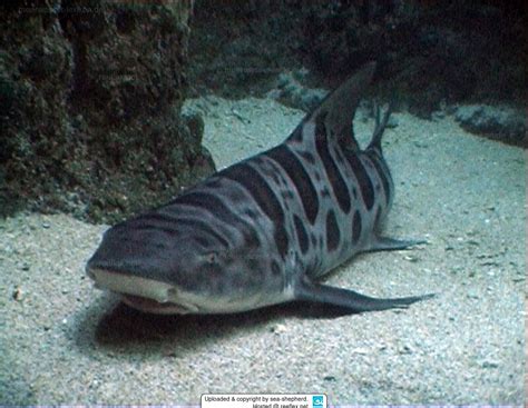 Triakis Semifasciata Leopard Shark