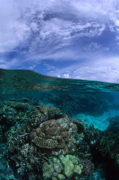 Coral Reef In Palau Photograph By F Stuart Westmorland Fine Art America