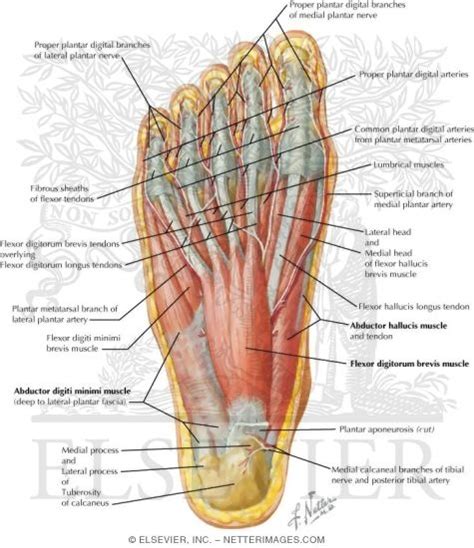 Foot Anatomy Sole