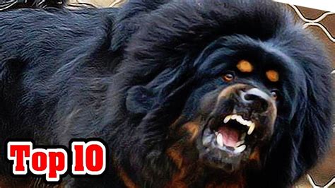 Top 10 Most Dangerous Dog Breeds Dangerous Dogs Dogs
