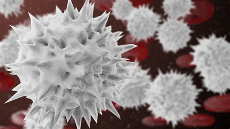 White Blood Cells Leukocytes Or Leucocytes Protect From Infectious