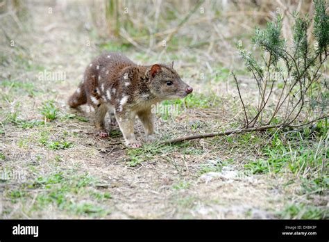 Spot Tailed Quoll Dasyurus Hallucatus The Species Is Also Known As