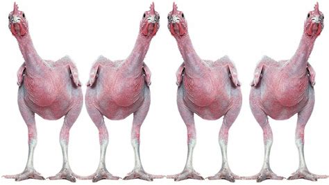 Israeli Hairless Chicken Years Of Crazy Selection And Here Is The Result Naked Chickens