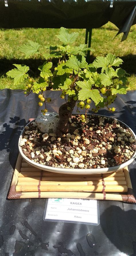 Flowering bonsai are very popular and fascinate almost everybody. Saw this today and was really fascinated! Fruit bearing ...
