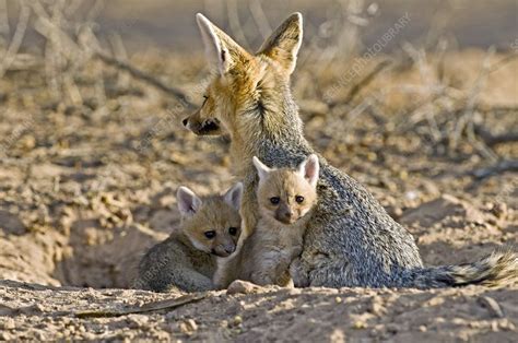 Cape Fox Mother And Young Stock Image C0027800 Science Photo Library