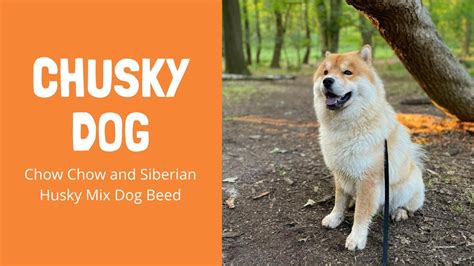 Chusky Dog Chow Chow And Siberian Husky Mix Dog Beed Youtube