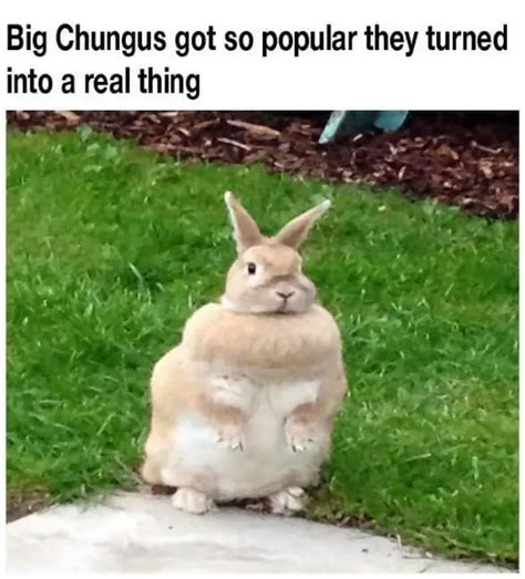 The Best Big Chungus Memes Plus Meaning And Backstory Strong Socials