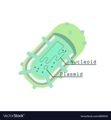 Plasmid In Bacterial Cell Royalty Free Vector Image