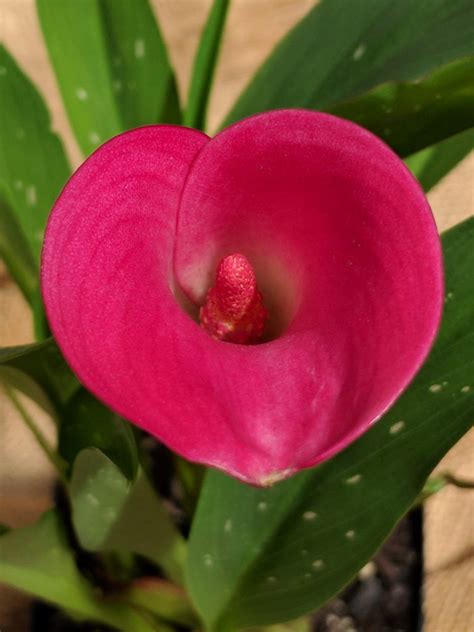 We did not find results for: Celebrate the Shade with Nine Fine Annuals that Thrive in ...