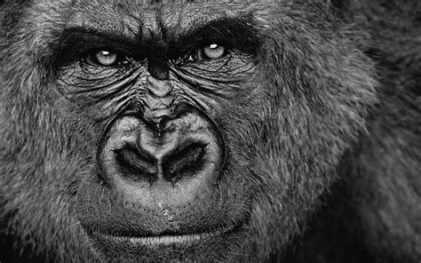 Gorilla Wallpapers Top Hình Ảnh Đẹp