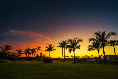 Silhouettes Of Palm Trees Against The Tropical Sunset Night Stock Photo