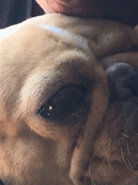 My French Bulldog Eye Is Red And Protruding Outside Of Her Eye Its