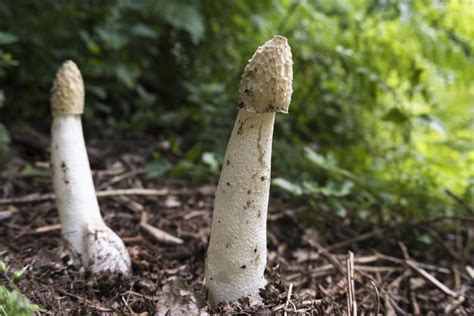 Super Rare Phallic Fungi Which Looks Like A Penis And Smells Like Rotten Meat Found In The Uk