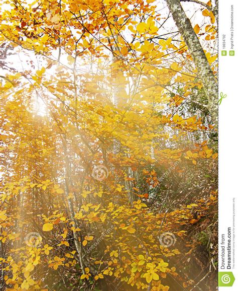 Golden Sun Rays In Autumn Forest Stock Photo Image Of Colourful