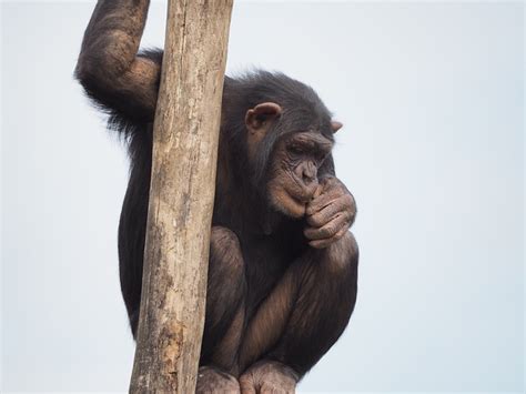 500 Free Chimpanzee And Monkey Images Pixabay