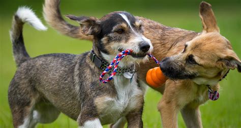 Socializing Your Dog - PetlifeCA