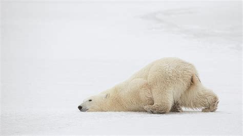 Sliding Bear Photograph By Alessandro Catta Pixels