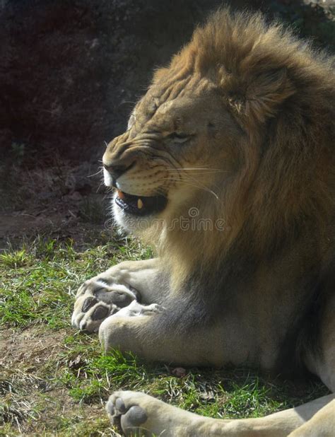 Nariz De Un León Foto De Archivo Imagen De Peludo Fauna 30191804