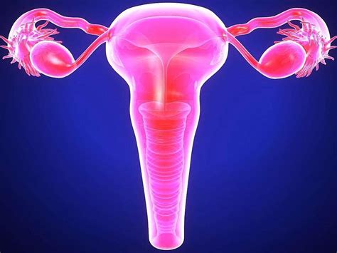 This Image Shows A Healthy Reproductive System Uterus Tubes And