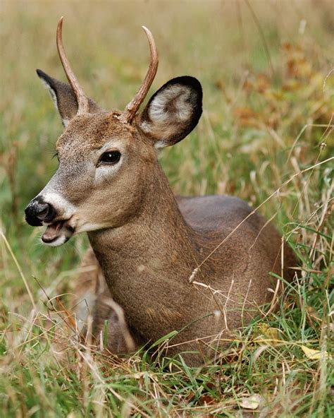Spikebed 800×1000 Deer Buck Deer Deer Photos Deer