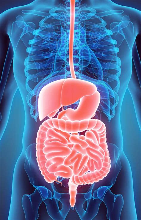 Gastrointestinal Function – Ao Vitals