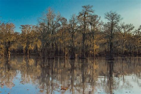 Caddo Lake Explore The Worlds Largest Cypress Tree Forest