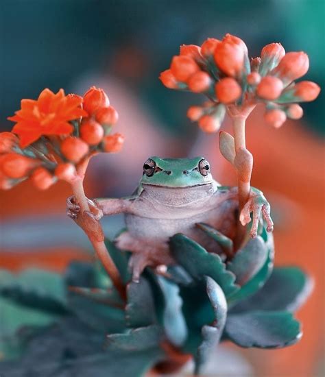 Funny Frog Cute Animals Animals Cute Frogs