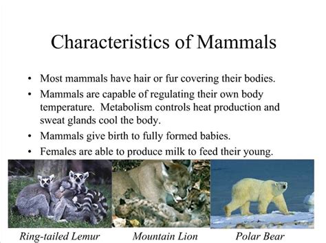 Characteristics Of Mammals Ppt Mammals Sweat Gland Spiny Anteater