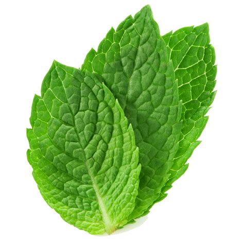 Fresh Mint Leaves Free Images At Vector Clip Art Online
