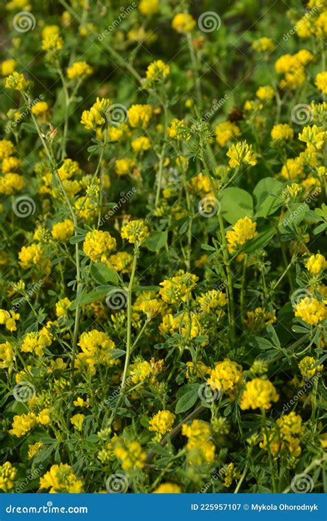 Alfalfa Sickle Medicago Falcata Blooms In Nature Alfalfa