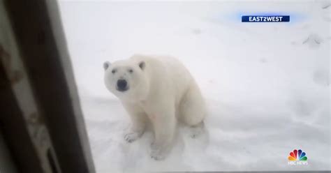 Polar Bear ‘invasion On Russian Islands