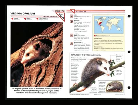 Virginia Opossum Wildlife Fact File Mammal Animal Card Home School