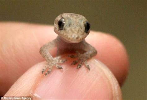 The Tiny Gecko No Bigger Than A Childs Thumbnail Thats Become A House
