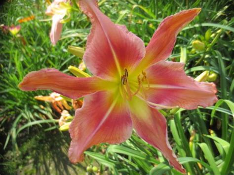 Daylily Hemerocallis Too Sexy For You In The Daylilies Database