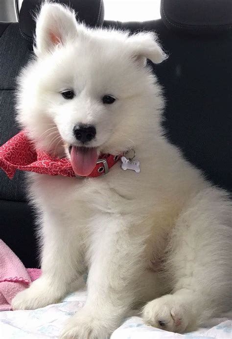This samoyed puppy has a cool personality and will make a great companion dog. Beautiful Samoyed Puppy | Lytham St Annes, Lancashire | Pets4Homes