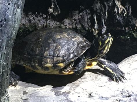 Yellow Bellied Slider Trachemys Scripta Scripta Zoochat