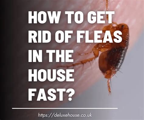 Effective Ways On How To Get Rid Of Fleas In The House Fast Deluxe House