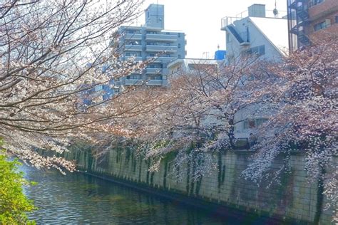 Meguro River Yes For Cherry Blossoms Promenade In Tokyo Spring Season