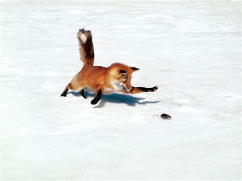 Fox Hunting Mouse Fox Photo 1391745 Fanpop Page 7