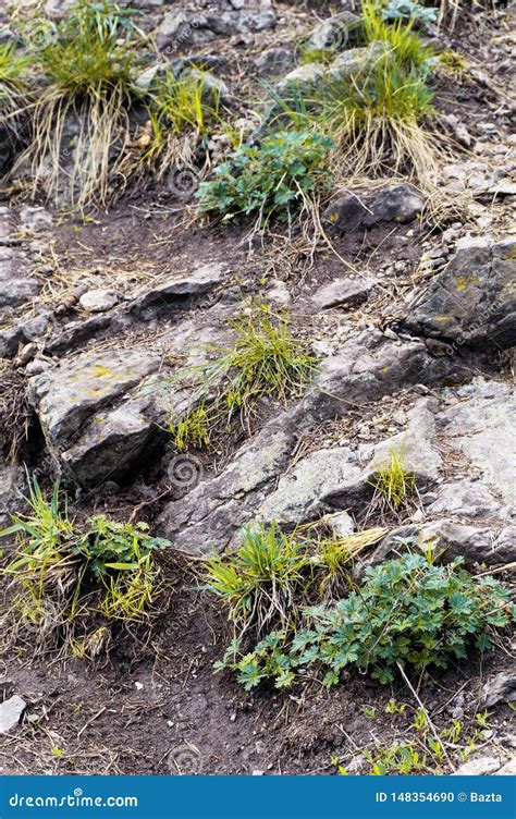 Close Up View Of The Forest Ground With A Stone And Grass On It Stock