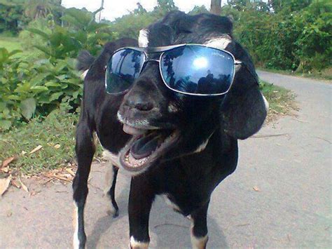Goat Ready For A Good Time Funny Pictures Quotes Pics Photos