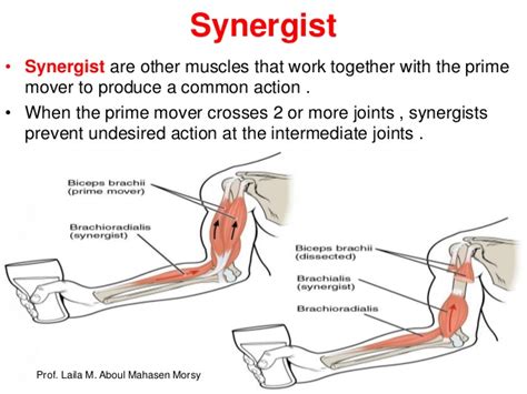 How Anatomy And Physiology Work Together Anatomy